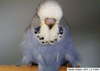 Babys 2013 003.JPG